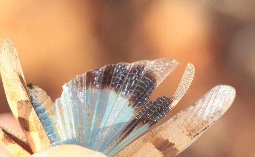 Oedipoda caerulescens caerulescens
